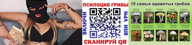 Псилоцибиновые грибы Psilocybine cubensis  Горно-Алтайск 
